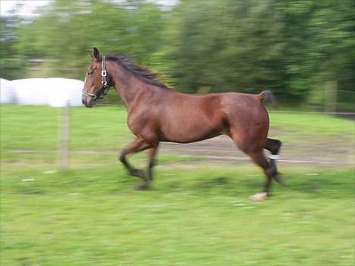 Traver Tulle Wenbo R.I.P billede 2