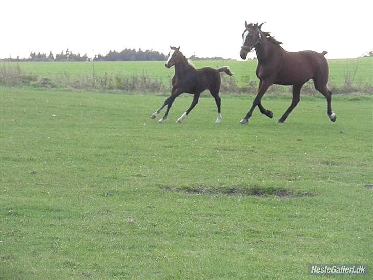 Traver Tulle Wenbo R.I.P billede 4
