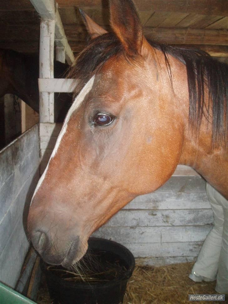 Traver Tulle Wenbo R.I.P billede 13