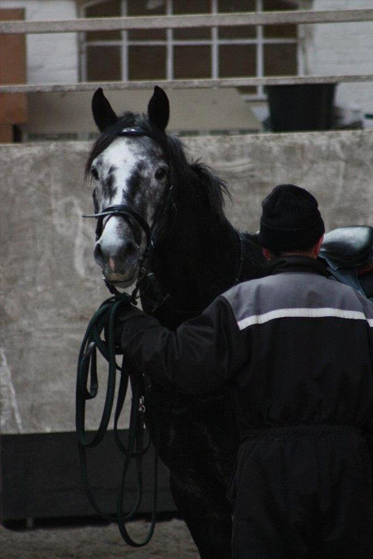 Dansk Varmblod Rinkenæs Challenge - SOLGT - Foto: Laura S. Moseholt billede 2