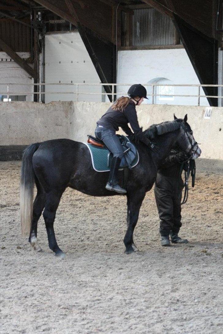 Dansk Varmblod Rinkenæs Challenge - SOLGT - 1. gang jeg var oppe og skridte på ham
Foto: Laura S. Moseholt billede 16