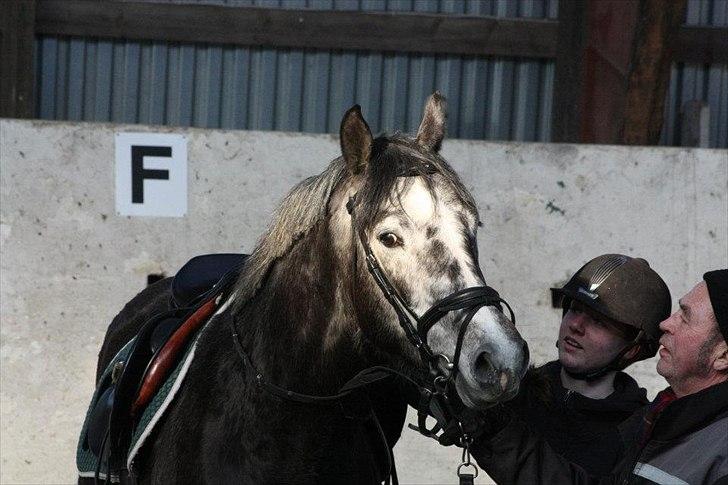 Dansk Varmblod Rinkenæs Challenge - SOLGT - Foto: Laura S. Moseholt billede 4