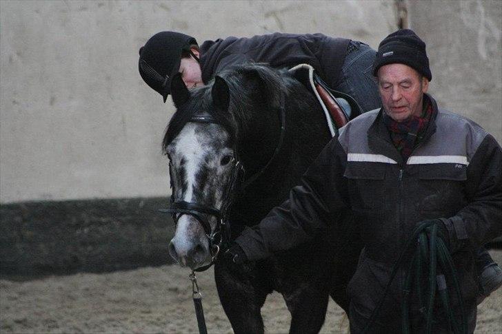 Dansk Varmblod Rinkenæs Challenge - SOLGT - 2.gang jeg var oppe og ligge på ham
Foto: Laura S. Moseholt billede 6