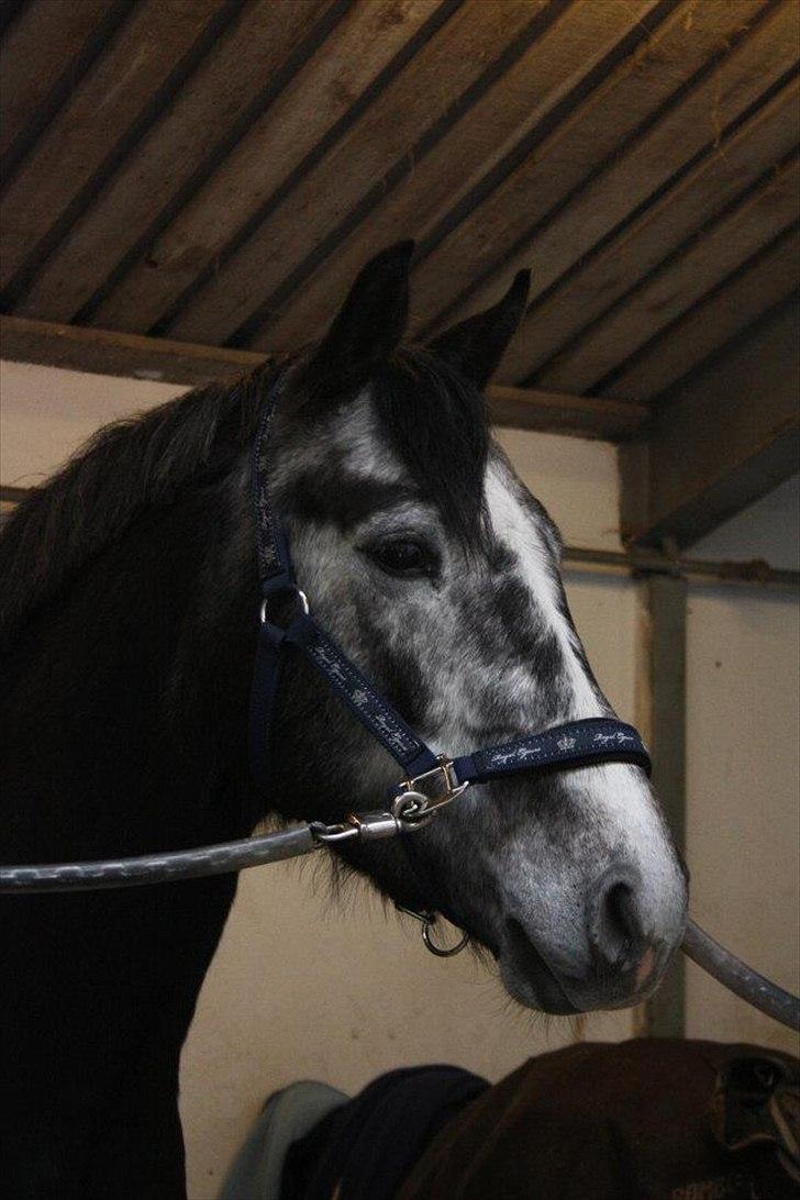 Dansk Varmblod Rinkenæs Challenge - SOLGT - Dejlige Challenge på striglepladsen
Foto: Laura S. Moseholt billede 8