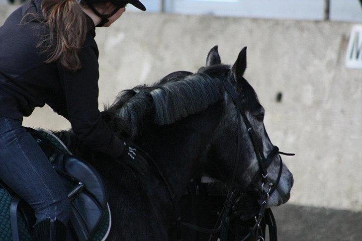 Dansk Varmblod Rinkenæs Challenge - SOLGT - Foto: Laura S. Moseholt billede 11