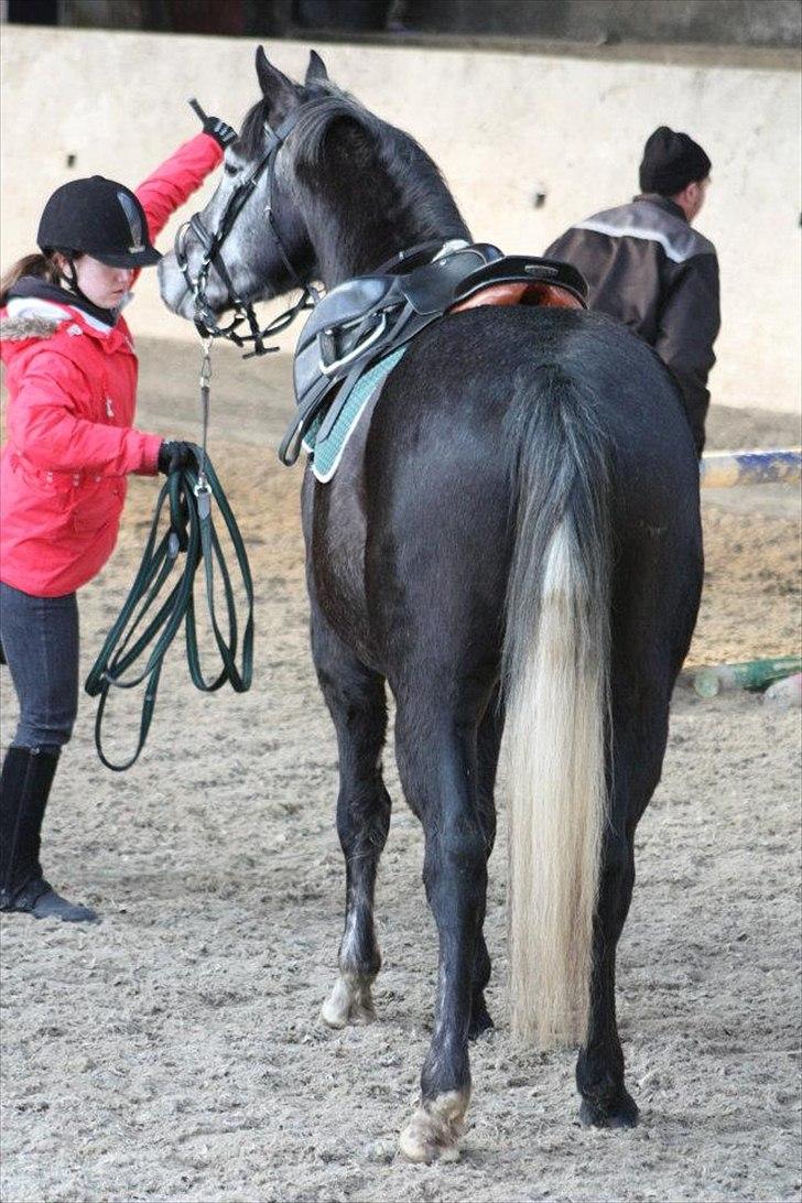 Dansk Varmblod Rinkenæs Challenge - SOLGT - Super smuk charmetrold
Foto: Laura S. Moseholt billede 15