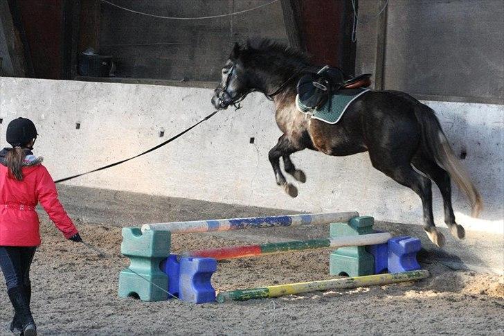 Dansk Varmblod Rinkenæs Challenge - SOLGT - Hop!
Foto: Laura S. Moseholt billede 13