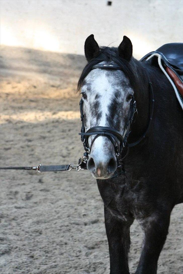 Dansk Varmblod Rinkenæs Challenge - SOLGT - Foto: Laura S. Moseholt billede 18