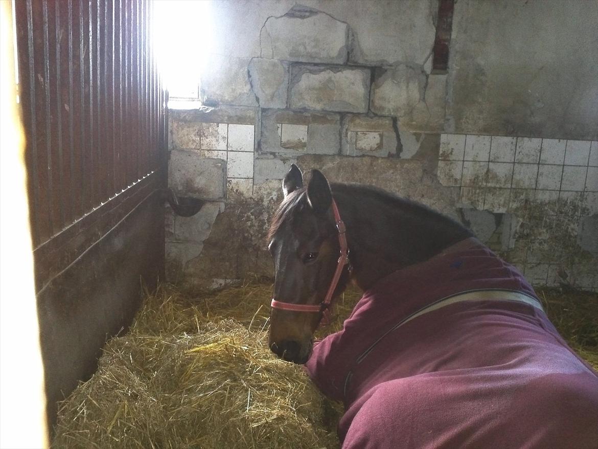 Standardbred Sofie The Great - Never apologize for what you feel. It's like saying sorry for being real ♥ billede 11