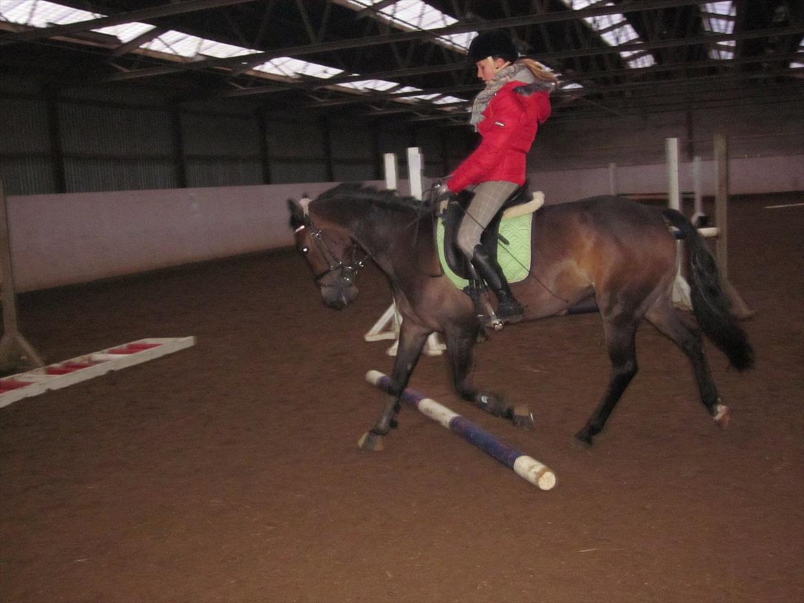Welsh Cob (sec D) Vlietstede Brilliant Idris billede 17