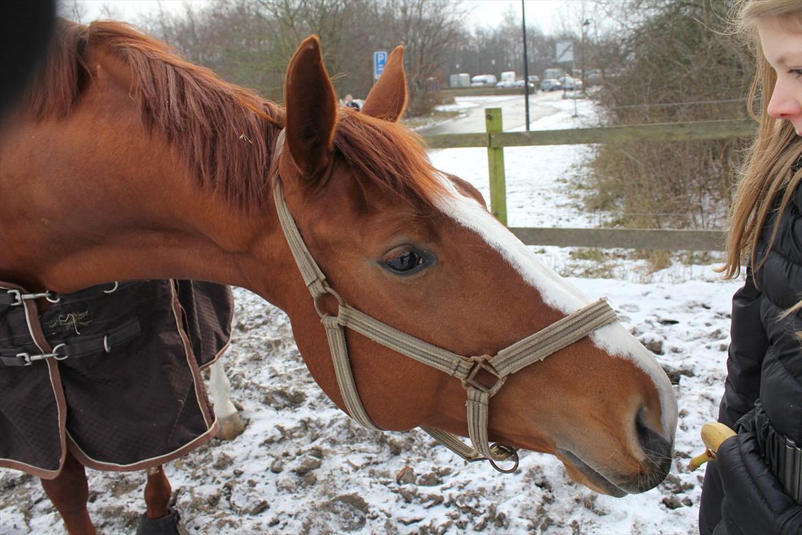Dansk Varmblod Red Passion - Eddie på fold <3 Eddie bryder sig ikke om bananer, selvom de er meget spændende :-) vinter 2012 Foto: mig billede 3