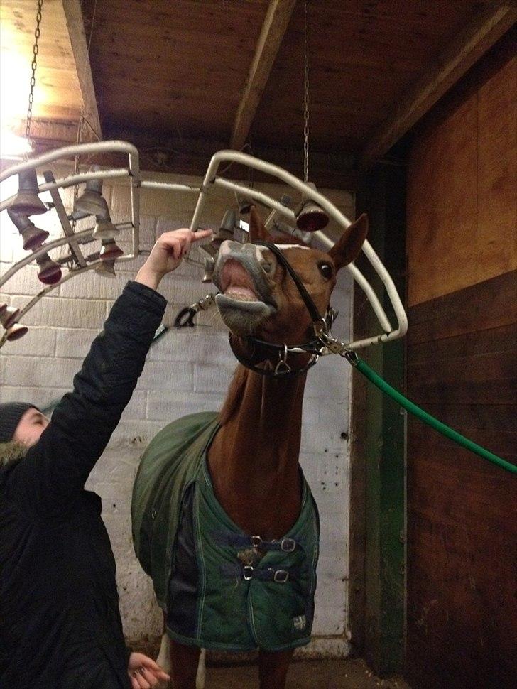 Dansk Varmblod Red Passion - “Friendship is what helps you get through the bad times and enjoy the good times” - det første billede der blev taget da eddie havde lært at smile :'D Foto: Freja
 billede 6