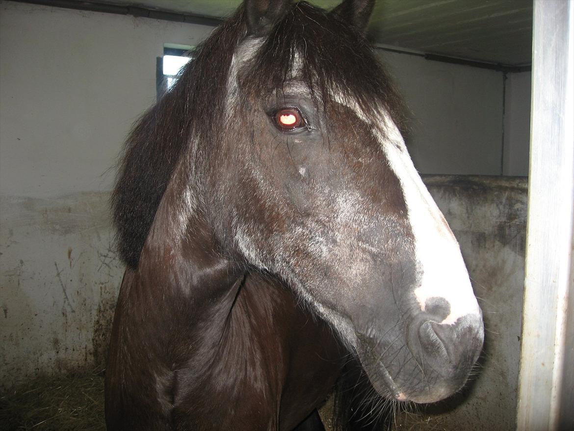 Anden særlig race Pondus - DET ER MIG<3 billede 4