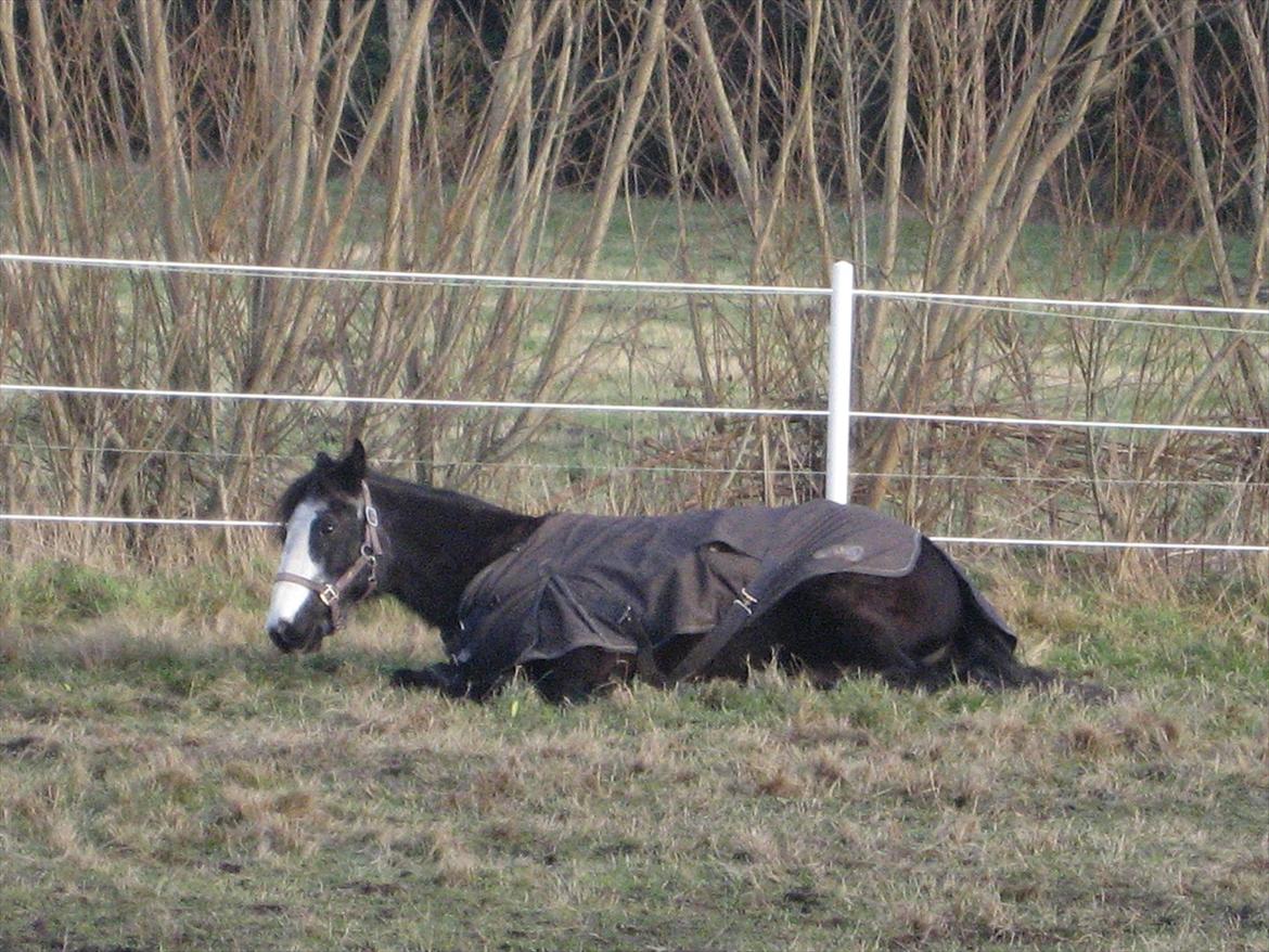 Anden særlig race Pondus - MMMM DET KLØR<3 billede 5
