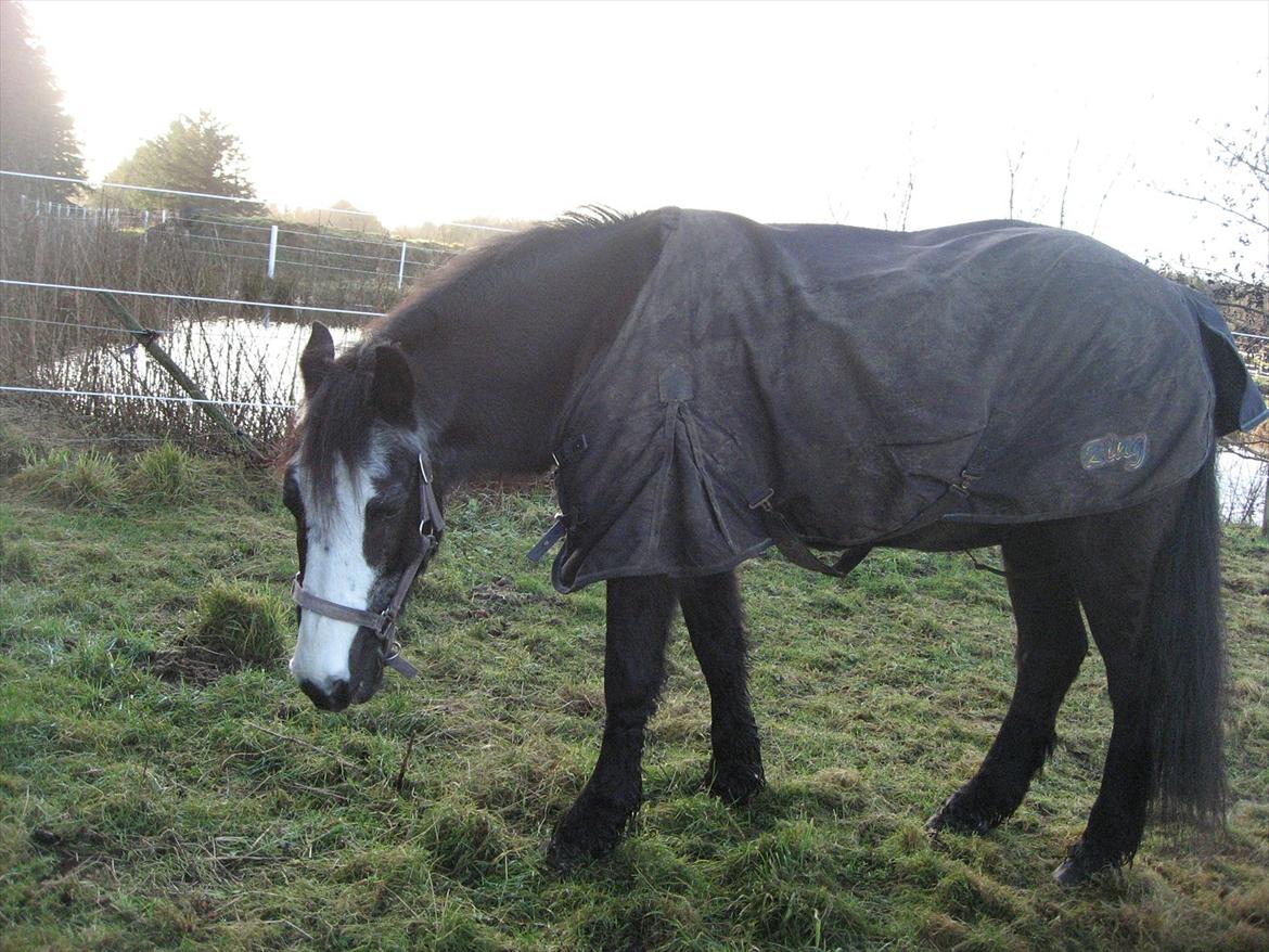 Anden særlig race Pondus - GGGRRRÆÆÆSSS<3 billede 6