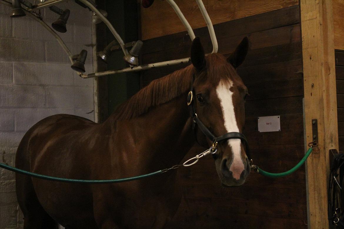 Dansk Varmblod Red Passion - Eddie dagen inden hoppekåringen :-) Foto: mig billede 7