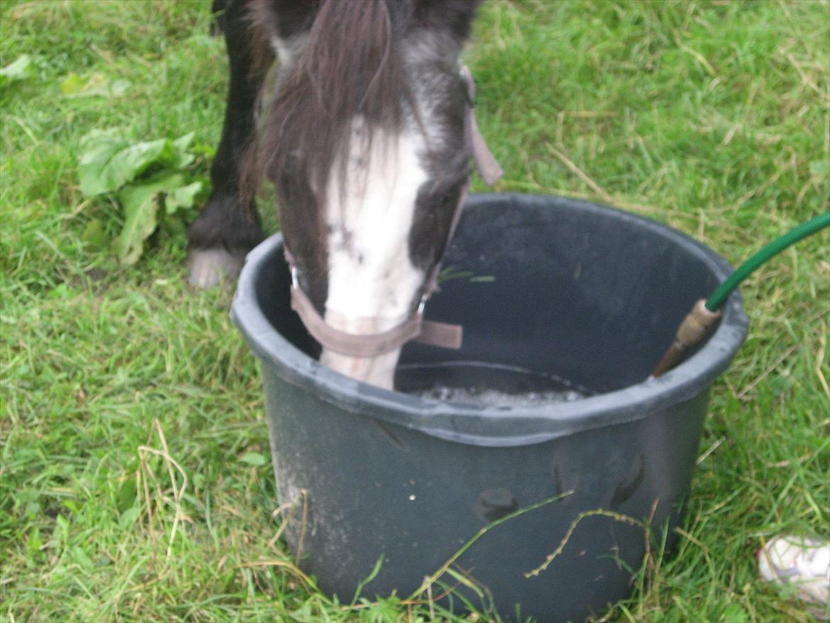Anden særlig race Pondus - JEG ER TØSTIG<3 billede 8