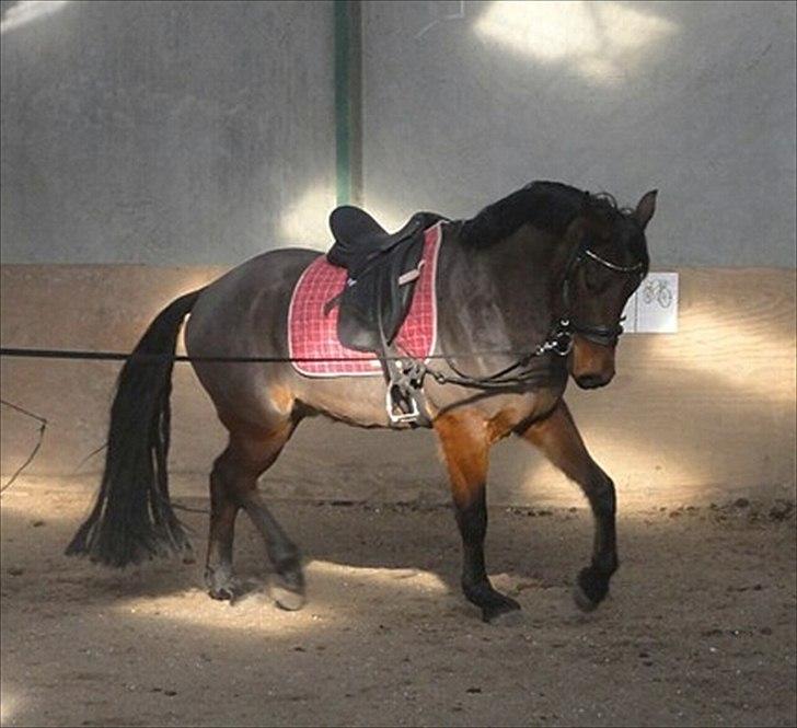 Anden særlig race Nadir <3  billede 10