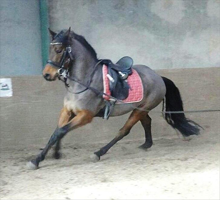 Anden særlig race Nadir <3  billede 11