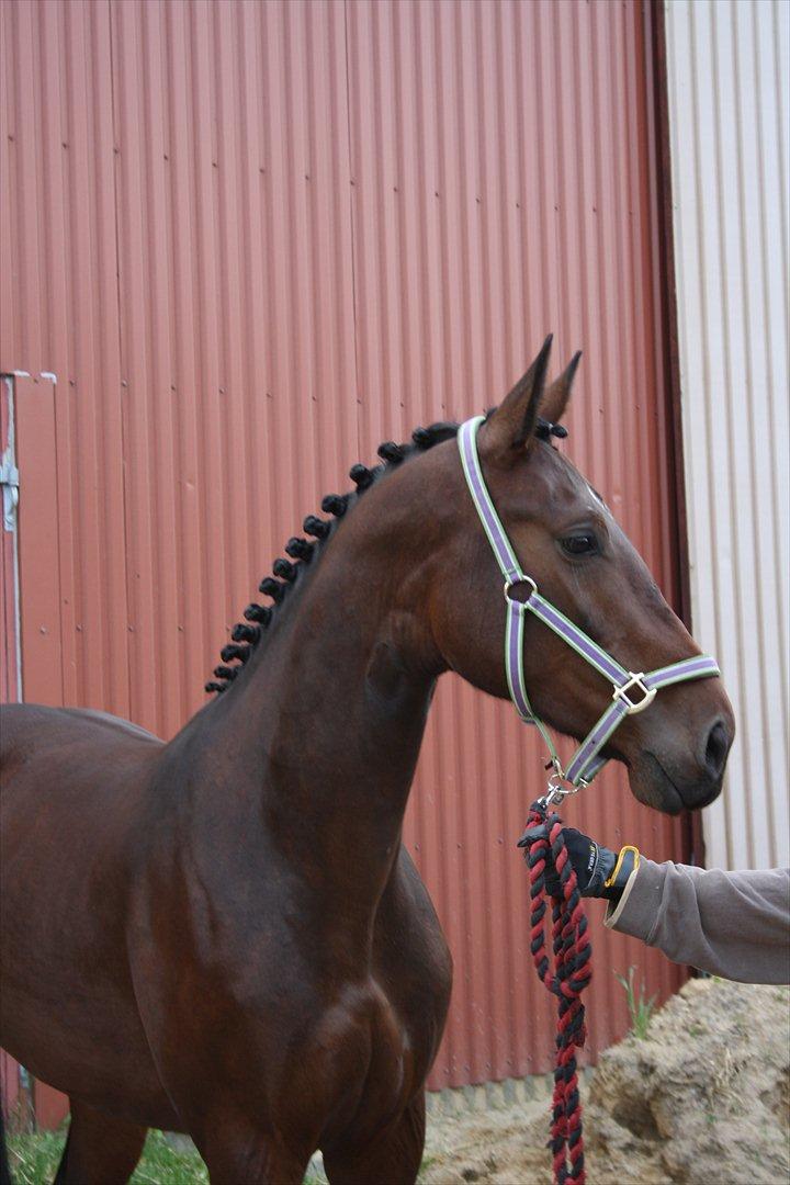 Oldenborg Borgstrøms Pepita billede 12