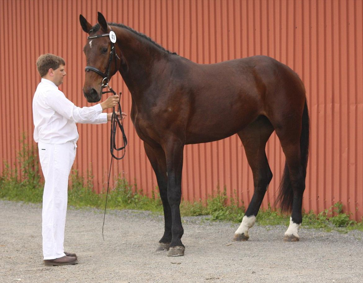 Oldenborg Borgstrøms Pepita billede 14