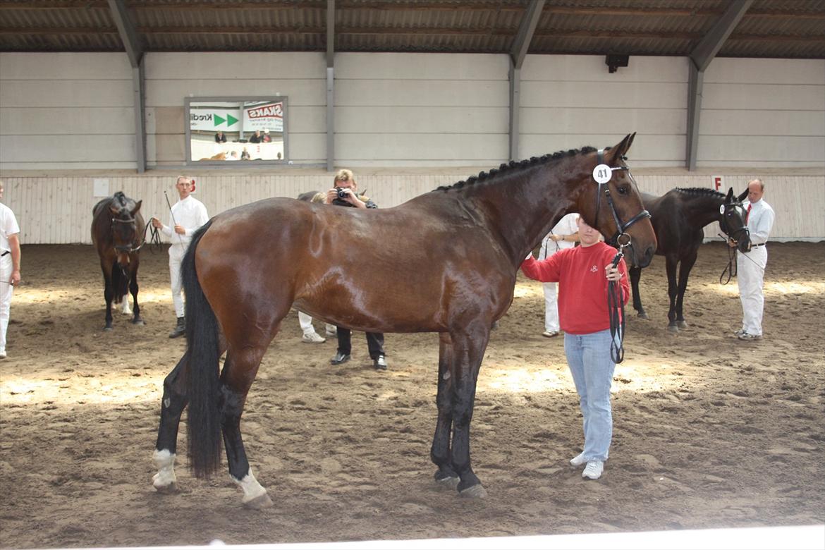 Oldenborg Borgstrøms Pepita billede 16