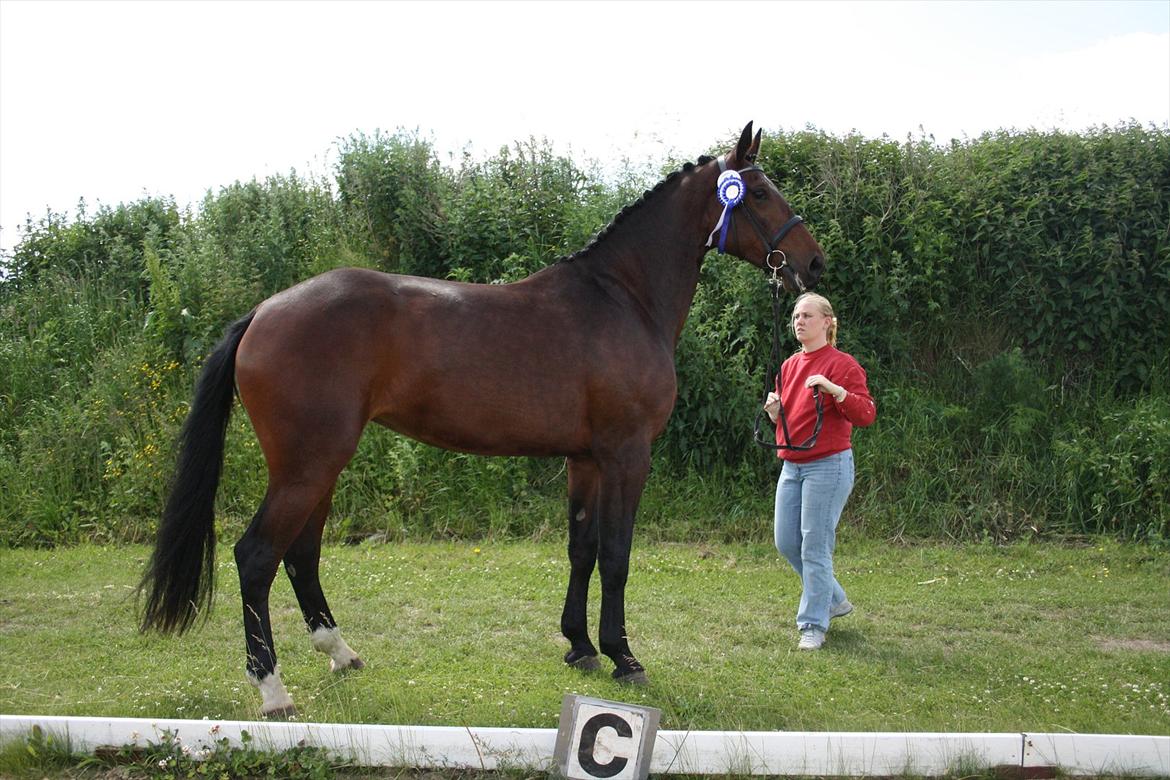 Oldenborg Borgstrøms Pepita billede 19