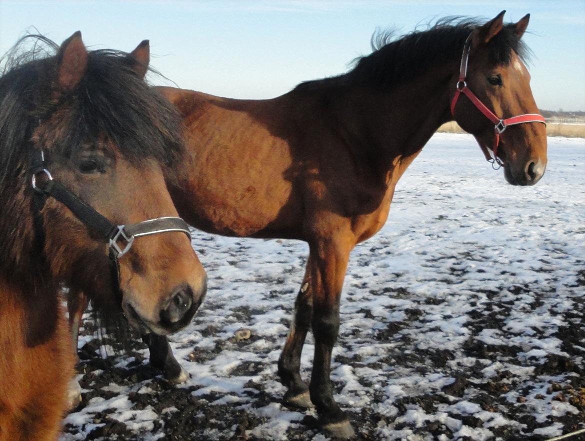 Dansk Varmblod Largo billede 17