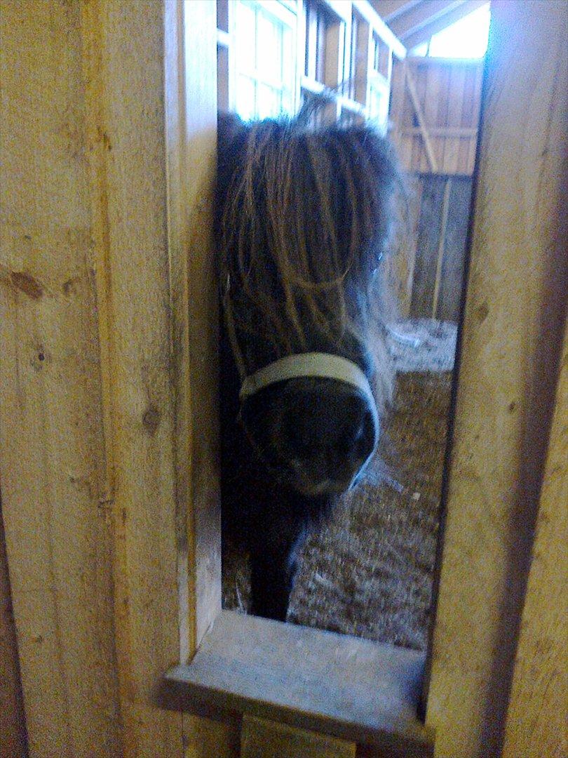 Shetlænder line - velkommen til lines profil:) beklager billed kvaliteten, alle billederne er taget med min mobil:/ billede 1