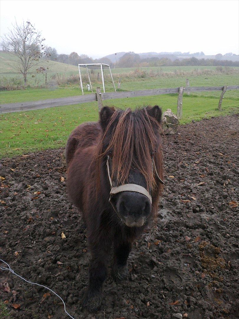 Shetlænder line - line på jordfold  
foto:mobil billede 2
