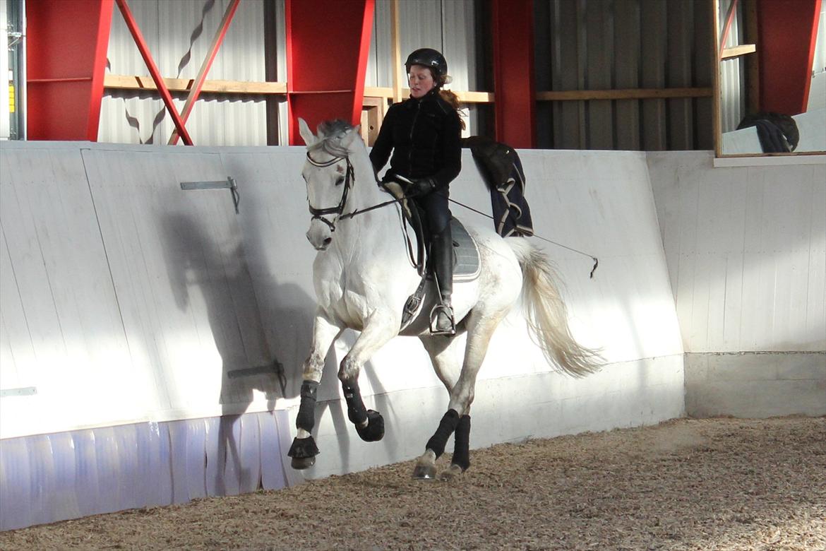 Svensk Varmblod Endorfin billede 9