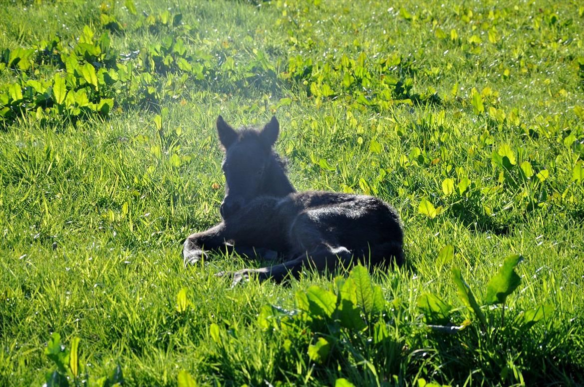 Islænder Vildís fra Mingsegården billede 1
