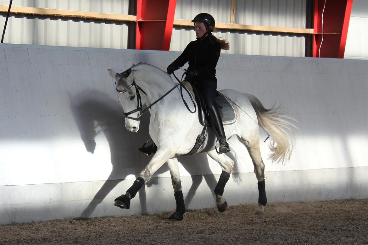Svensk Varmblod Endorfin billede 10