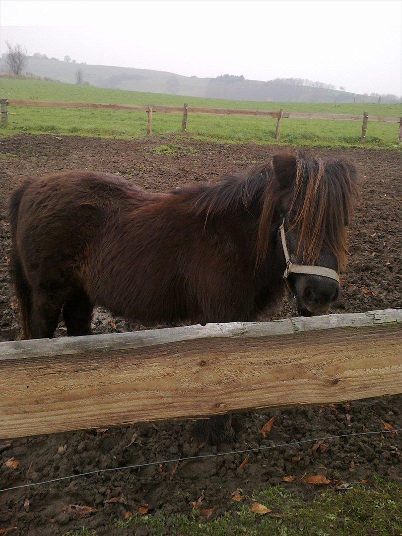Shetlænder line - line på folden:)
foto: mobil billede 3
