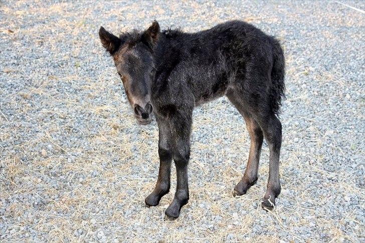 Islænder Vildís fra Mingsegården - et par timer gammel ♥♥♥♥ billede 3