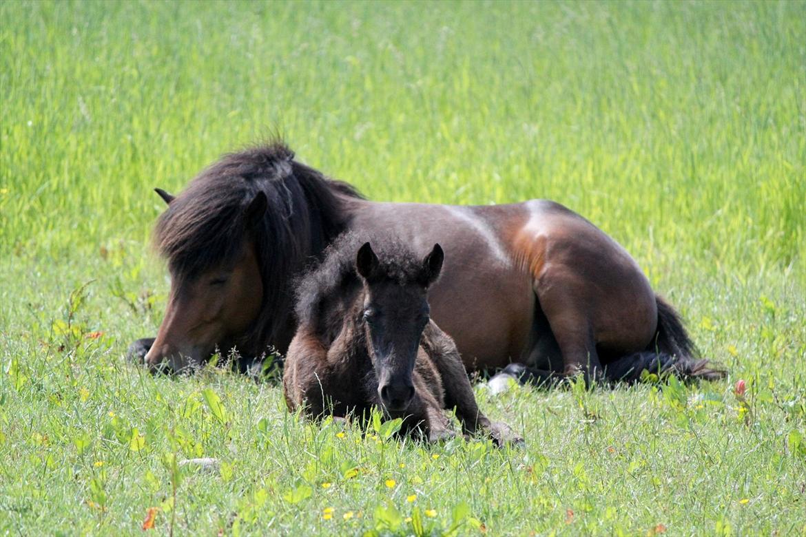 Islænder Vildís fra Mingsegården - Mor og datter ♥♥♥♥ billede 4