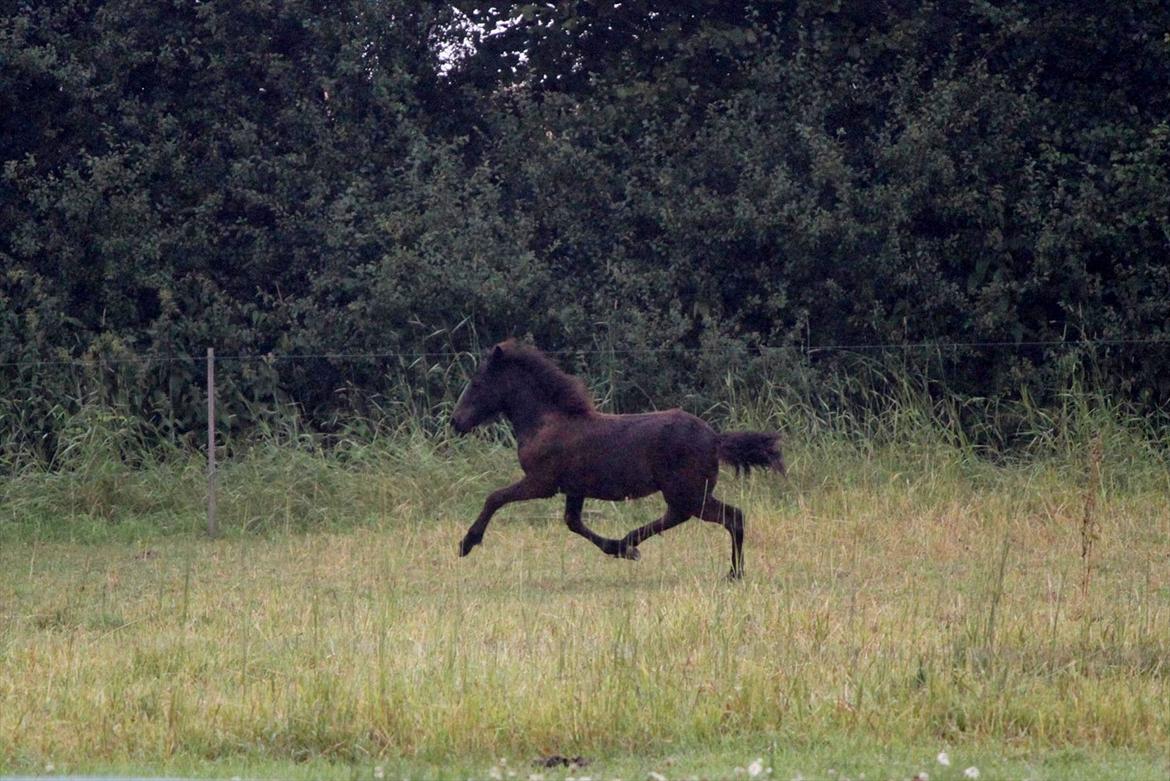 Islænder Vildís fra Mingsegården billede 5