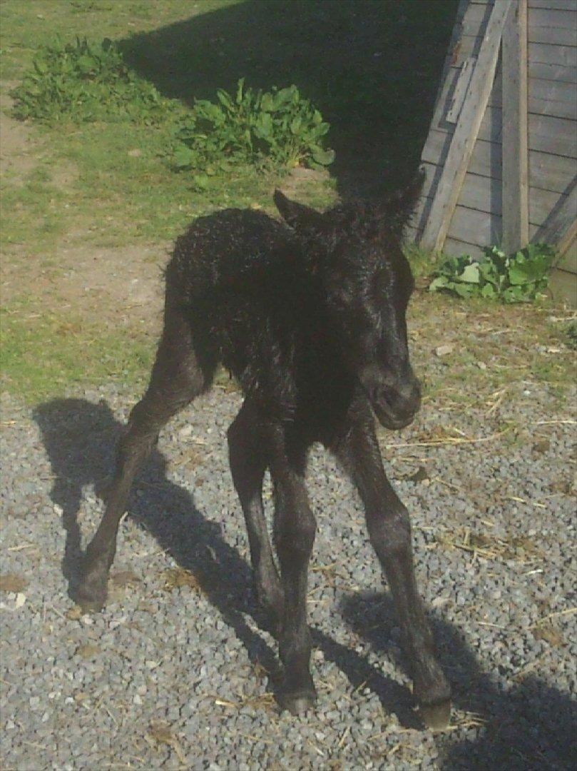 Islænder Vildís fra Mingsegården billede 6