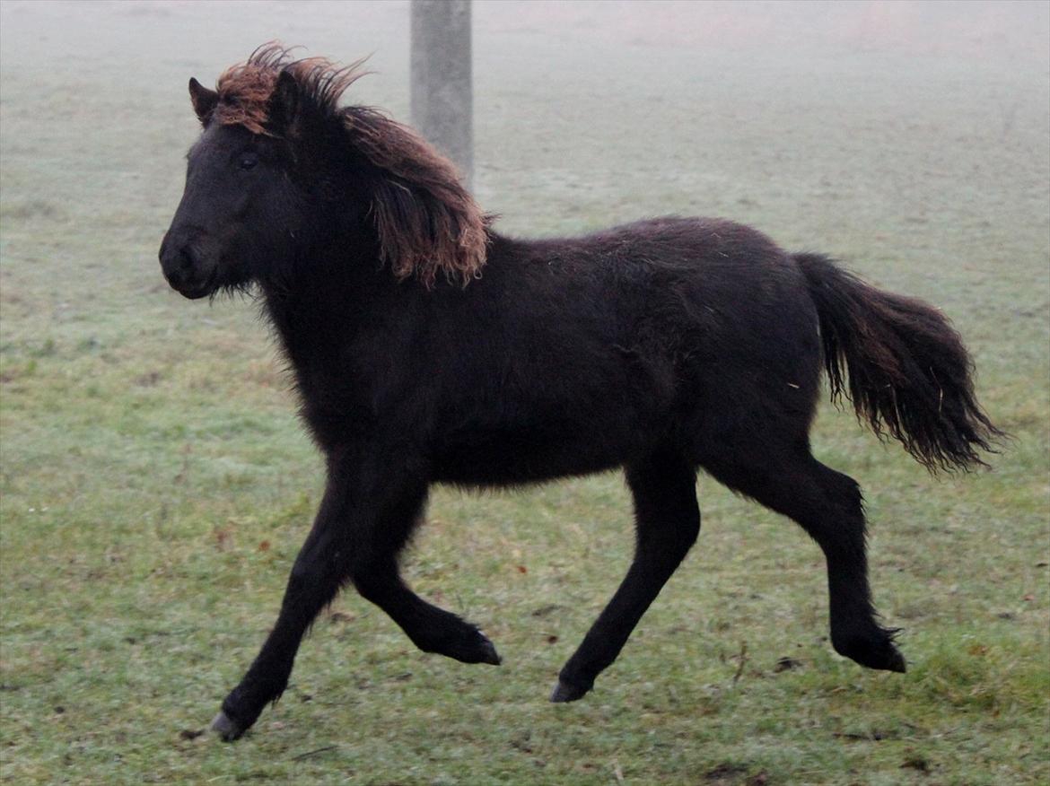 Islænder Vildís fra Mingsegården billede 7