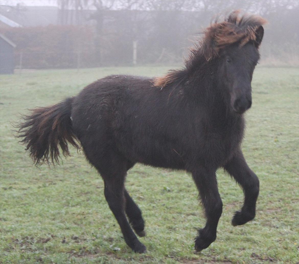 Islænder Vildís fra Mingsegården billede 8