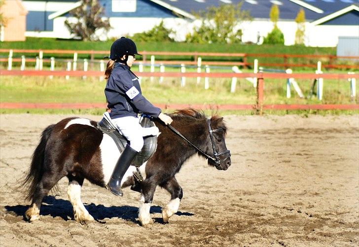 Shetlænder Foula Fancy - 16/10-11 Opvarmning til materialrøve under rytter billede 14