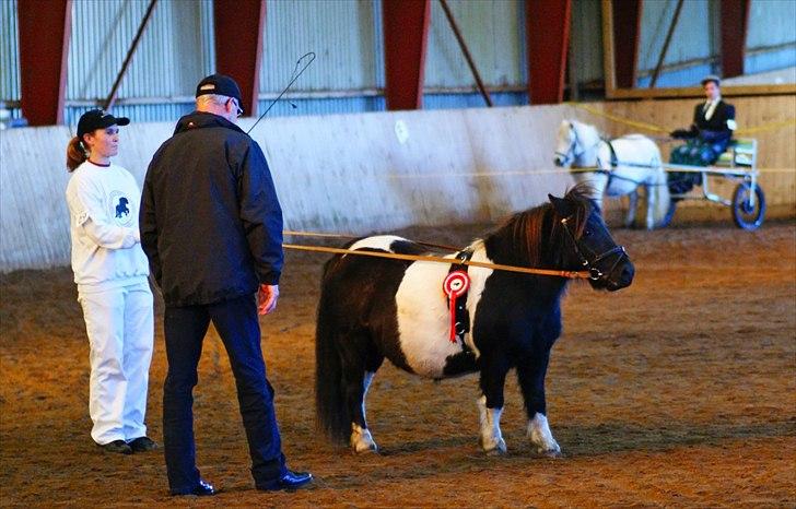 Shetlænder Foula Fancy - 16/10-11 Færdig med prøve og har fået overrakt en rød roset billede 16