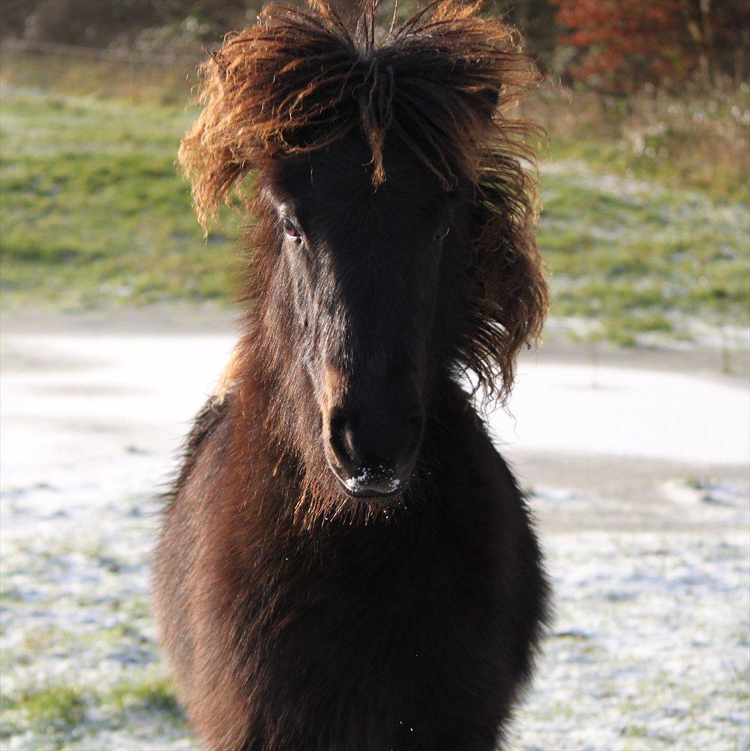 Islænder Vildís fra Mingsegården billede 10
