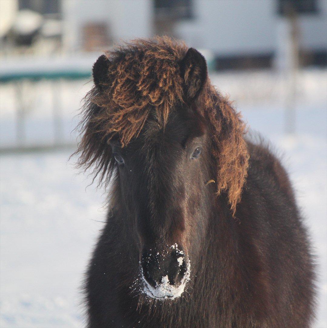Islænder Vildís fra Mingsegården billede 11