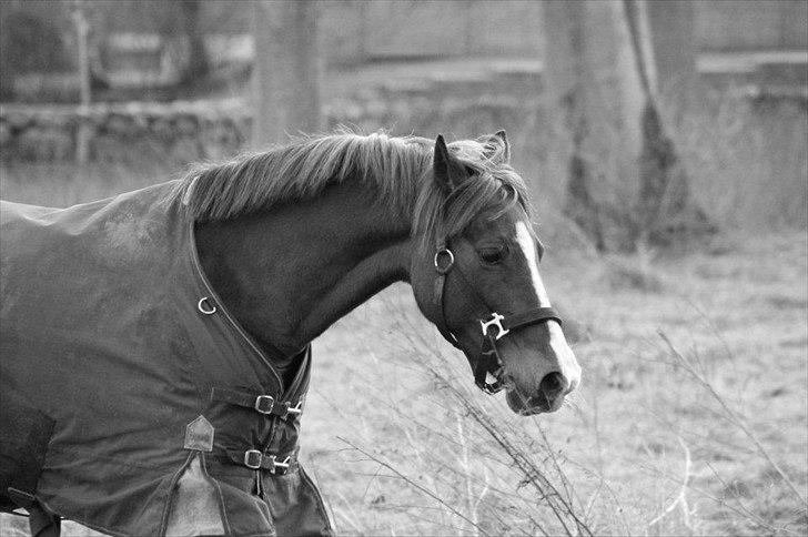 Hollandsk Sportspony Diamant B-pony - LÆKKER billede 17