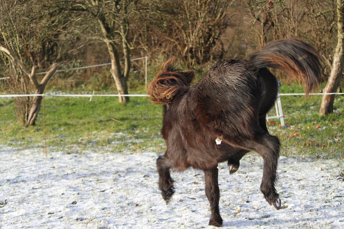 Islænder Vildís fra Mingsegården - Når enden er god, er alting godt  ♥♥♥ billede 20