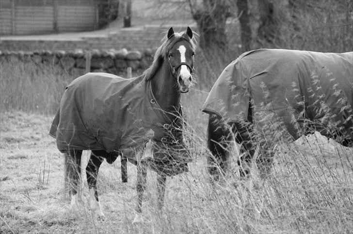 Hollandsk Sportspony Diamant B-pony - overvej hendes mule :-* billede 18