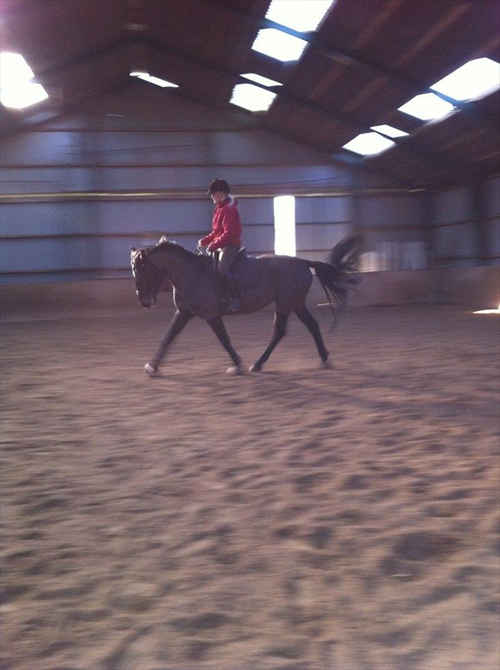 Holstener Medusa - Dressurtræning :) billede 1