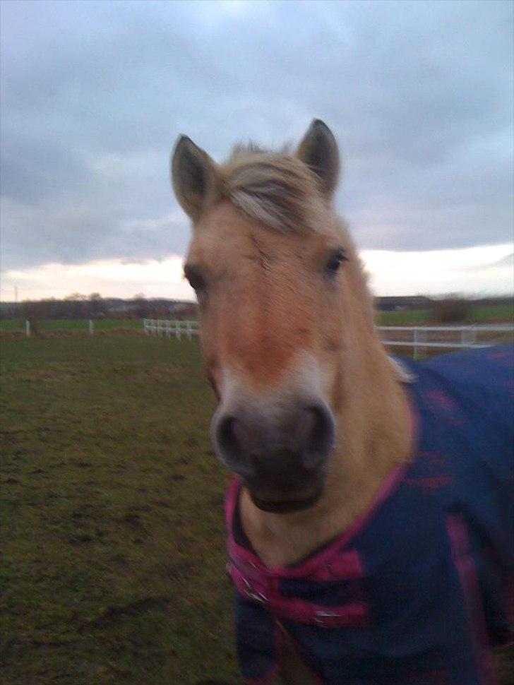 Fjordhest Karla - Skør? :P billede 18