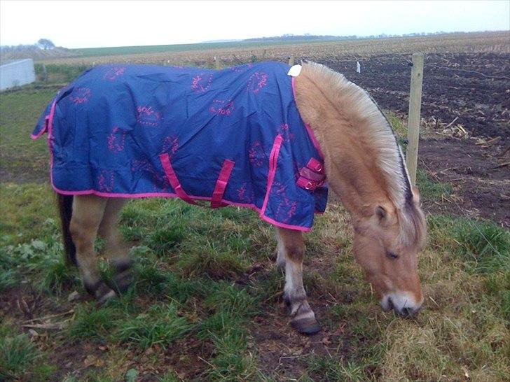 Fjordhest Karla - Med sit nye dækken :) billede 19